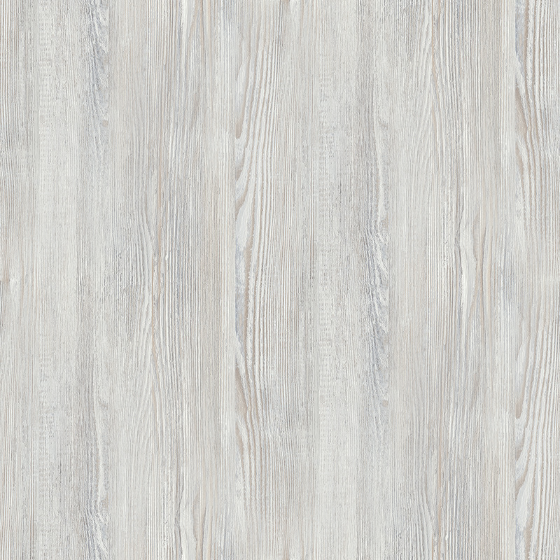 Сосна натті